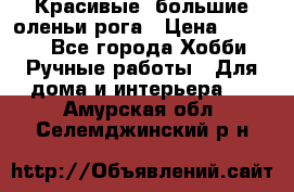 Красивые  большие оленьи рога › Цена ­ 3 000 - Все города Хобби. Ручные работы » Для дома и интерьера   . Амурская обл.,Селемджинский р-н